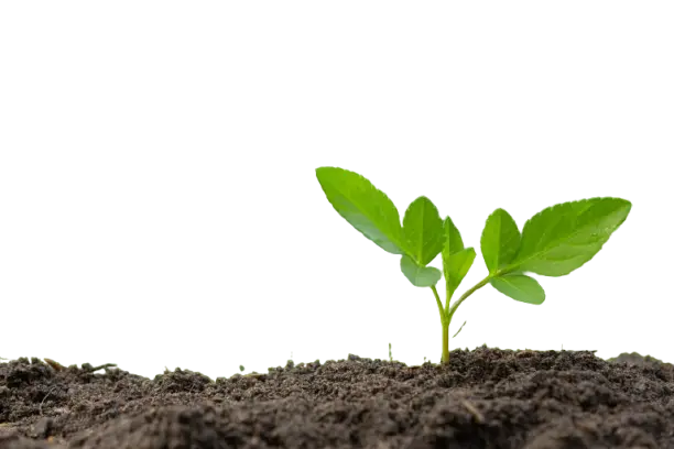 What is Bio-Coal